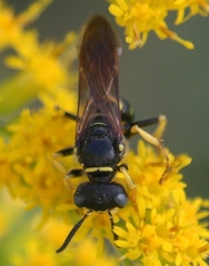 Philanthus solivagus