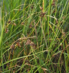 Bolboschoenus maritimus