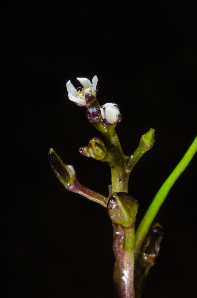 Subularia monticola
