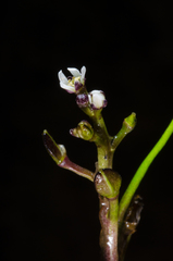 Subularia monticola image