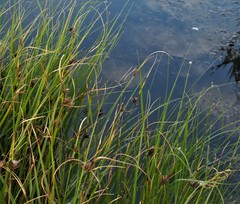 Bolboschoenus maritimus