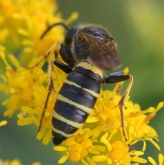 Philanthus solivagus