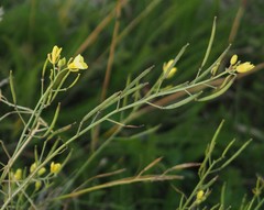 Diplotaxis tenuifolia