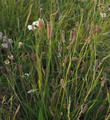 Plantago lanceolata