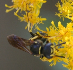 Philanthus solivagus