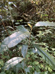 Brachylaena transvaalensis