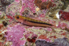 Forsterygion maryannae