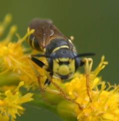 Philanthus solivagus
