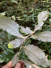 Brachylaena transvaalensis