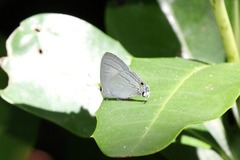 Hypolycaena phorbas