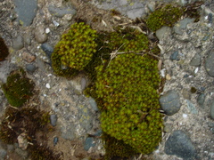 Syntrichia ruraliformis