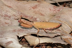 Sphodropoda quinquedens