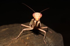 Sphodropoda quinquedens