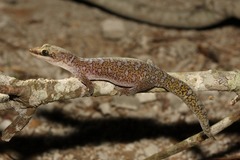 Oedura tryoni