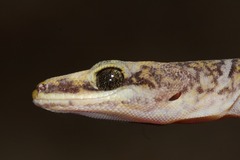 Oedura tryoni