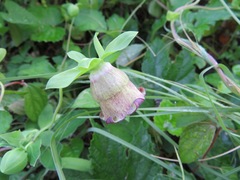 Codonopsis lanceolata