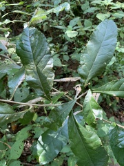 Brachylaena transvaalensis