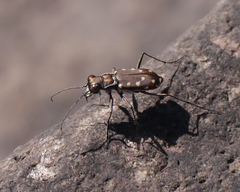 Cicindela sedecimpunctata