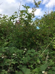 Rubus warrenii