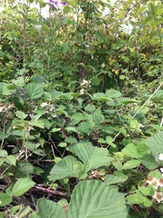 Rubus warrenii