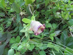 Codonopsis lanceolata