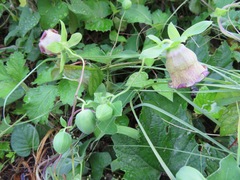 Codonopsis lanceolata