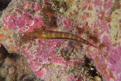 Forsterygion maryannae