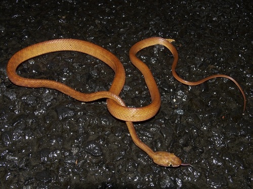 Brown Tree Snake sighting