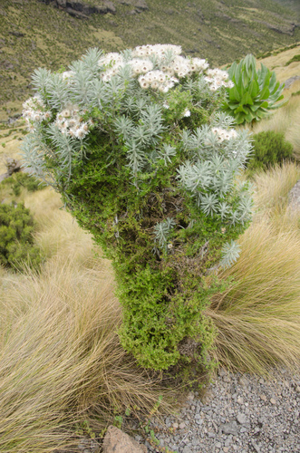 Galium ruwenzoriense image