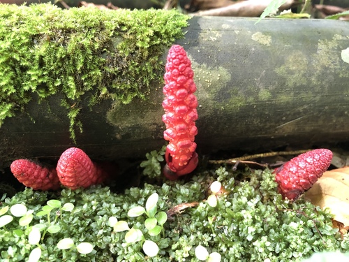 Balanophora laxiflora (Balanophora laxiflora)