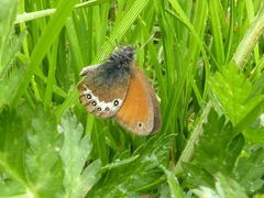 Coenonympha gardetta darwiniana