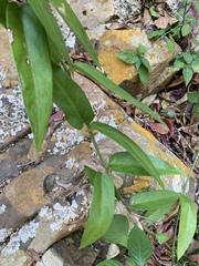 Vincetoxicum anomalum