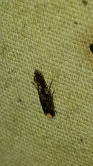 Monopis marginistrigella