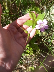 Geranium nodosum