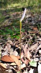 Caladenia catenata