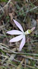 Caladenia catenata