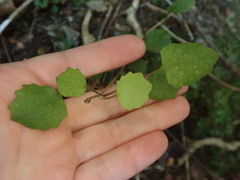 Brachyglottis sciadophila