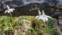 Caladenia catenata