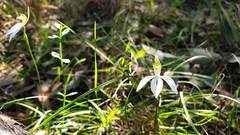 Caladenia catenata