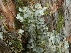 Podostictina pickeringii