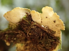 Podostictina pickeringii