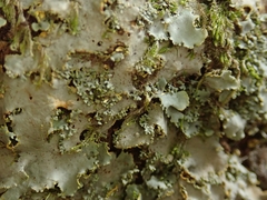 Podostictina pickeringii