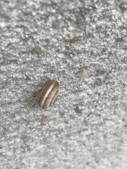 Helicella itala