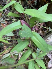 Vincetoxicum anomalum