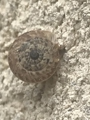 Xeroplexa intersecta