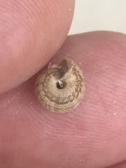 Xeroplexa intersecta