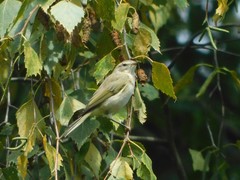Phylloscopus collybita