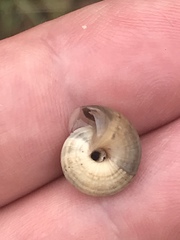 Helicella itala