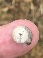 Helicella itala