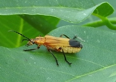 Daiphron proteum